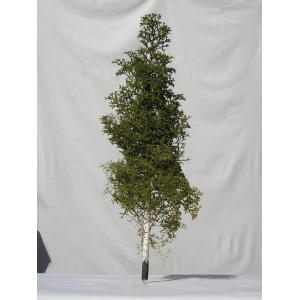 Drzewko Brzoza 1 szt. wys. ~ 22 cm