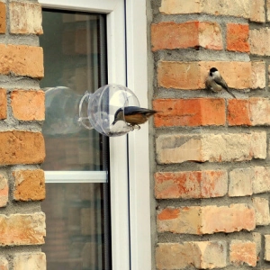 Zestaw Mały Ornitolog - karmnik dla ptaków