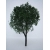 Drzewko Jesion 1 szt.
