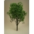 Drzewko Jesion 1 szt.