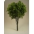 Drzewko Jesion 1 szt.